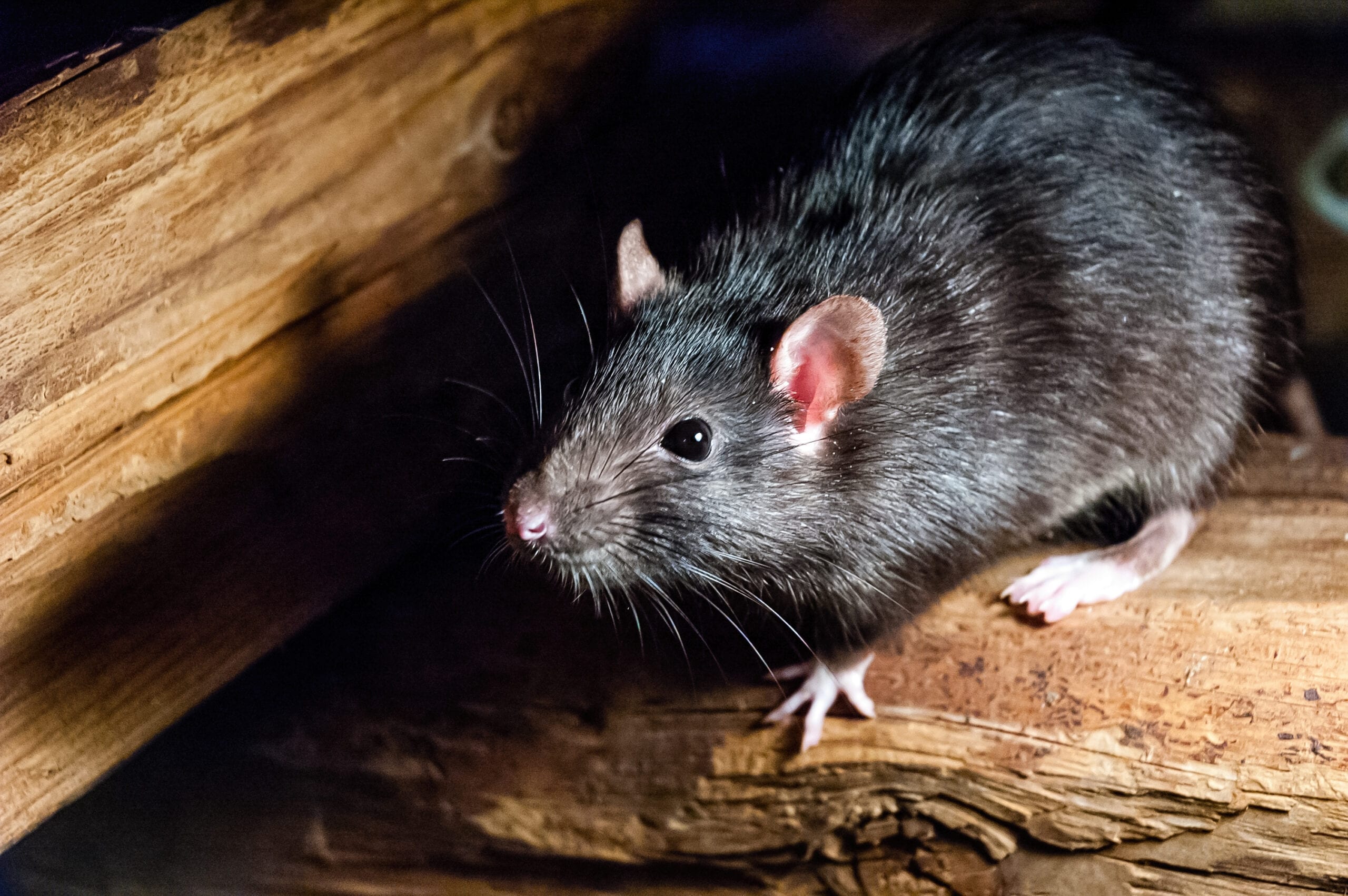 Pests at home? Get professional assistance right away!